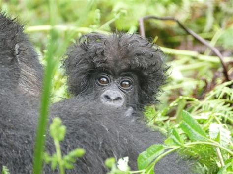 The Dian Fossey Gorilla Fund On Instagram Gorilla Fun Fact Infant