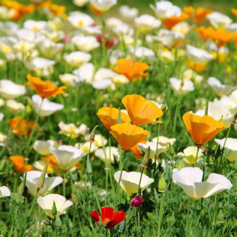 California Poppy Golden Poppy Seeds Eschscholzia Californica 600