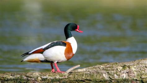 Common Shelduck Images – Browse 3,756 Stock Photos, Vectors, and Video ...