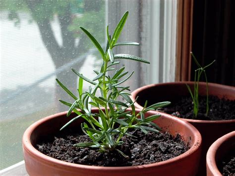 How to Take Care Of Rosemary In Your Home - The Rosemary Guide