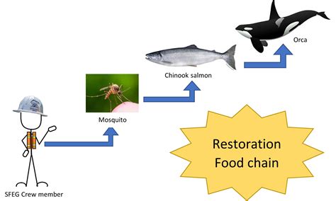 Salmon Food Web