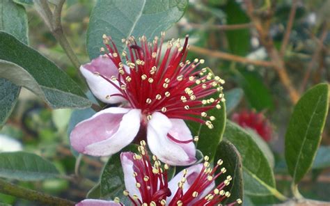 Buy Feijoa Pineapple Guava Acca Sellowiana 1 Gallon Shrubs Deer Resistant