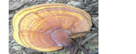 Mushroom of Ganoderma lucidum | Download Scientific Diagram