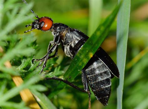 Free Images Nature Flower Fly Wildlife Insect Fauna