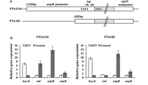 Transcriptional Down Regulation Of Amyb By A Specific Region Of Its