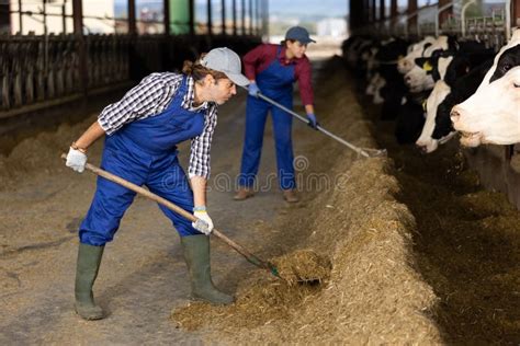 Adult Male Farmer Feeding Cows On Dairy Farm Stock Photo Image Of