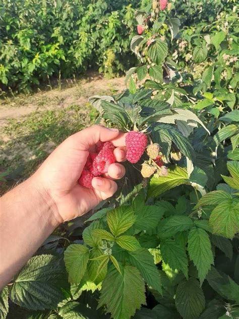 Malina sadzonki POLESIE SUGANA deserowe najlepsze odmiany WYSYŁKA