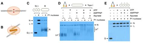 Condensin Pinches A Short Negatively Supercoiled Dna Loop During Each