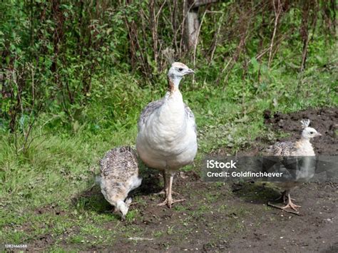 White Peacock Peahen And Chicks In Park Stock Photo - Download Image ...