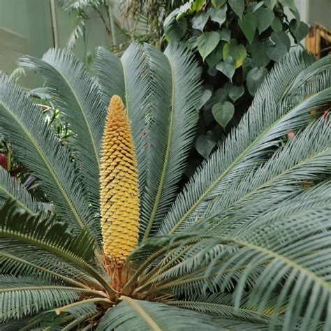 Sago Palm Bulbs Cycas Revoluta Bulbs For Planting Tenacious Vitality Sago Palm Outdoor Cycas