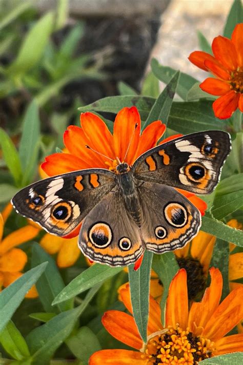 Common Buckeye Butterfly Print Butterfly Art Nature Etsy