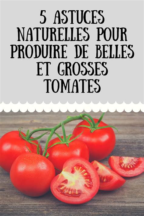 Astuces Naturelles Pour Produire De Belles Et Grosses Tomates En