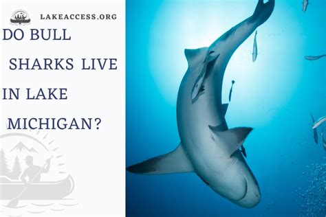 Do bull sharks live in Lake Michigan? - Lake Access