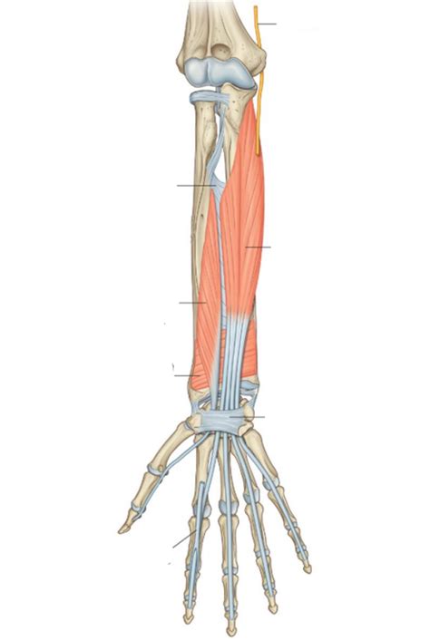 Deep Muscles Of The Anterior Forearm Diagram Quizlet