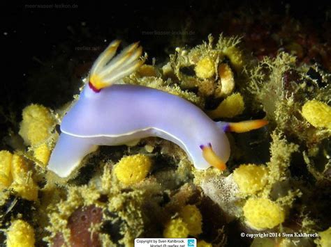 Hypselodoris Melanesica Nudibranch