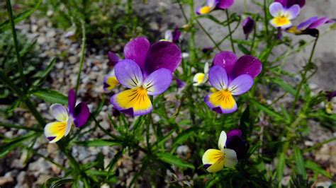 Viola Tricolor Violaceae Image At Phytoimages Siu Edu