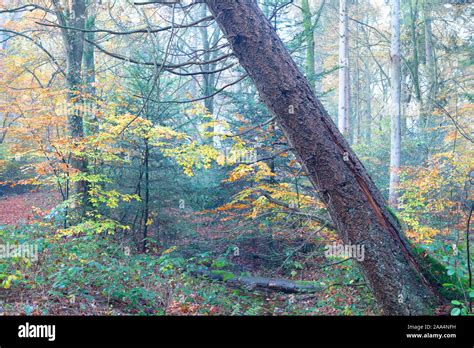 en automne Banque de photographies et d’images à haute résolution ...