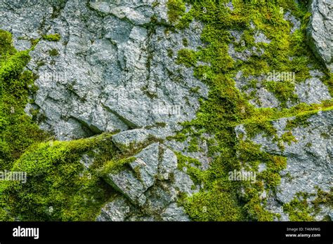 Moss on a rock face. Relief and texture of stone with patterns and moss. Stone natural ...