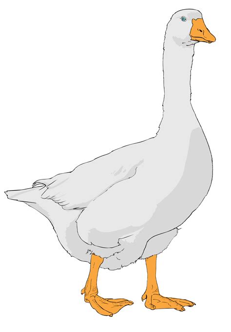 Cartoon Goose Png