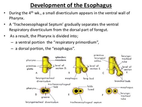 Development Of The Foregut Esophagus And Stomach