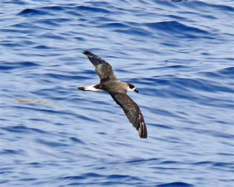 Black Capped Petrel Pterodroma Hasitata Off Hatteras Nc Larry