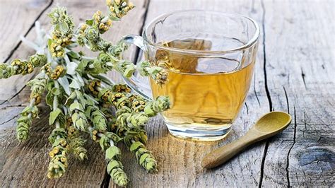 Greek mountain tea: benefits and secrets of sideritis