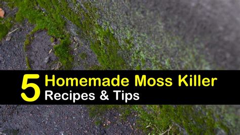 Homemade Moss Killer Recipes: 5 Natural Tips For Killing Moss