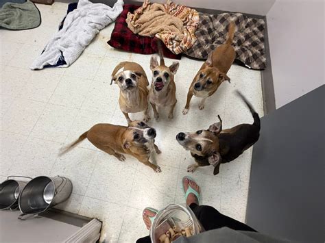 Claws N Paws Pet Sitting by Vickie | Columbus GA