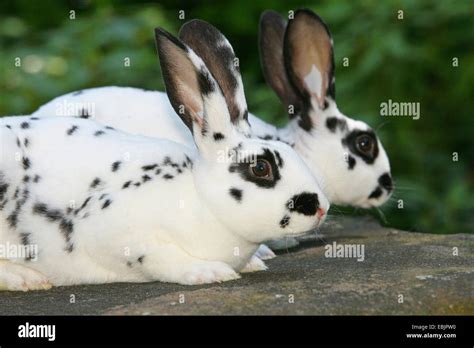 Black And White Spotted Baby Bunny