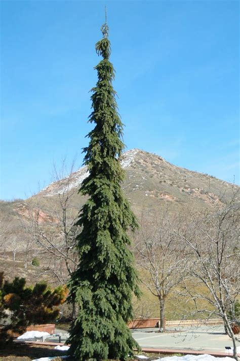 Buy Weeping White Spruce Picea Glauca Pendula FREE SHIPPING