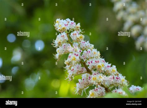 White Flower Of Horse Chestnut Aesculus Hippocastanum In Spring Stock