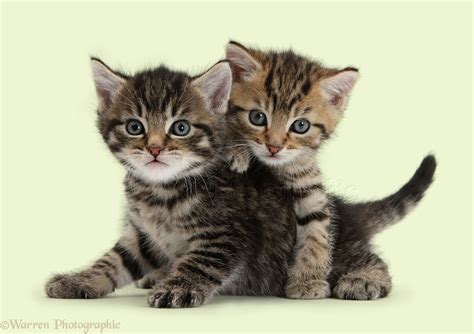 Cute tabby kittens, 6 weeks old photo WP35569