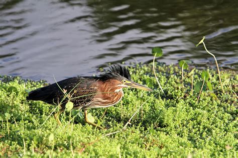 Green Heron 4 Photograph By Jeffrey Jones Fine Art America