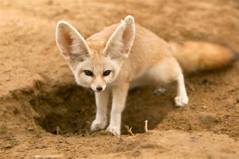 Desert Fennec Fox Cute