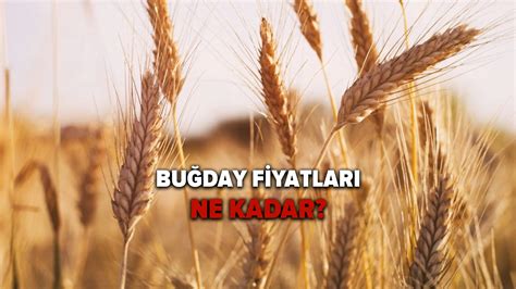 Buğday fiyatları ne kadar Toprak Mahsulleri Ofisi TMO 2022 buğday