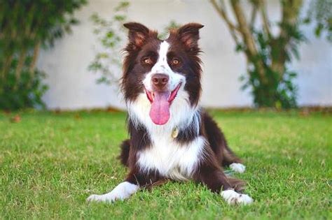 As 6 Raças De Cães Mais Fáceis De Treinar Mega Curioso