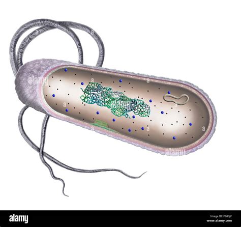 Bacterial Cell Membrane