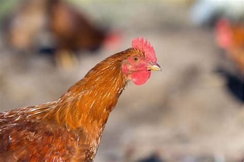 New Hampshire Chicken All You Need To Know Color Varieties And Temperament