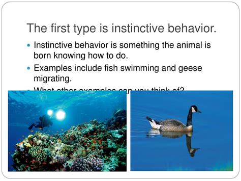 PPT - Animal Behavior PowerPoint Presentation, free download - ID:154558