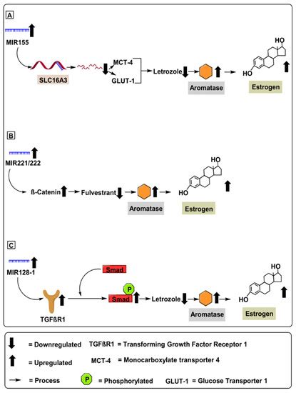 Ijms Free Full Text Micrornas And Long Noncoding Rnas As Novel