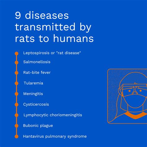 9 Rat Diseases That Can Spread to Humans | Elite Pest Control