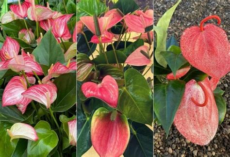 20 Stunning Anthurium Varieties And How To Care For Them