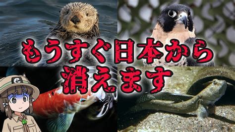 【ゆっくり解説】実は絶滅危惧種の日本の生き物12選 Bv Naire