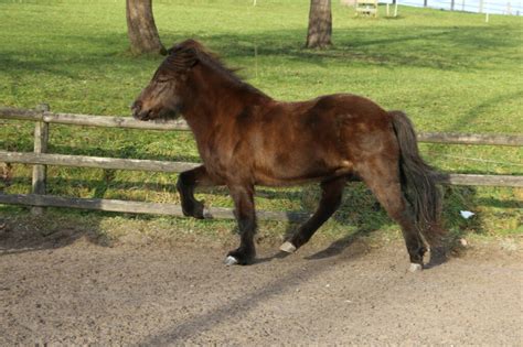 Meine Pferde Meine Lehrmeisterinnen Reiten Ist Lernbar