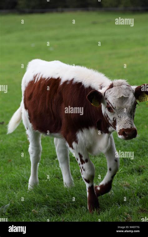 Irish Moiled Hi Res Stock Photography And Images Alamy