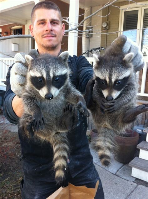 Raccoon Removal Experts To Take Care Of The Job Roste Bosks