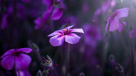 3840x2160 Purple Flowers 4K ,HD 4k Wallpapers,Images,Backgrounds,Photos and Pictures