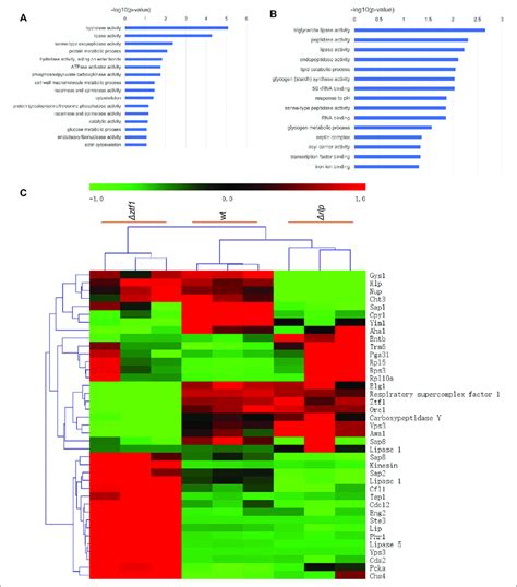 Go Enrichment Analysis And Heatmap Results A Go Enrichment