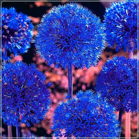 Walmart Garden Center Blue Flowering Allium Azureum Bulbs Value Pack