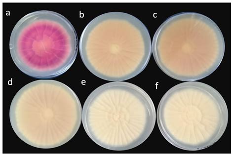 Toxins Free Full Text Aflatoxin Contamination Its Impact And